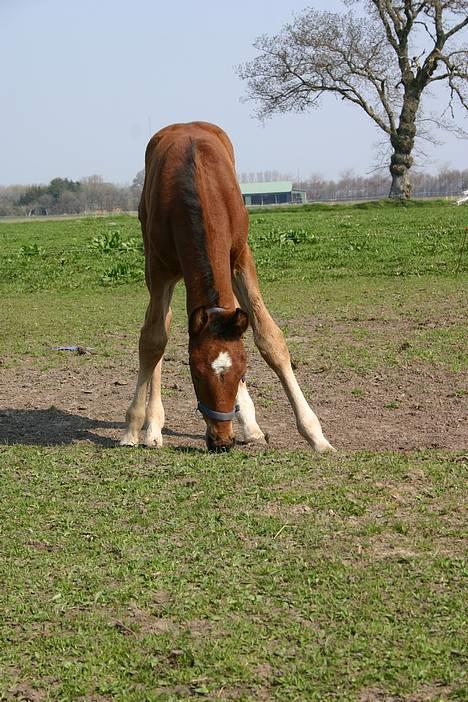 Anden særlig race Doktorgårdens Kianti billede 6