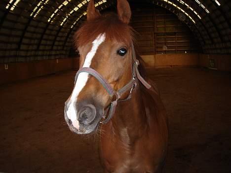 Anden særlig race *Hanandy Fanchefly*  - billedskøn pony billede 3