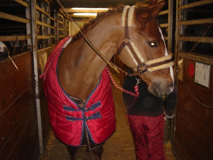 Anden særlig race *Hanandy Fanchefly*  - på vej til stævne. yndig pony .-P billede 4