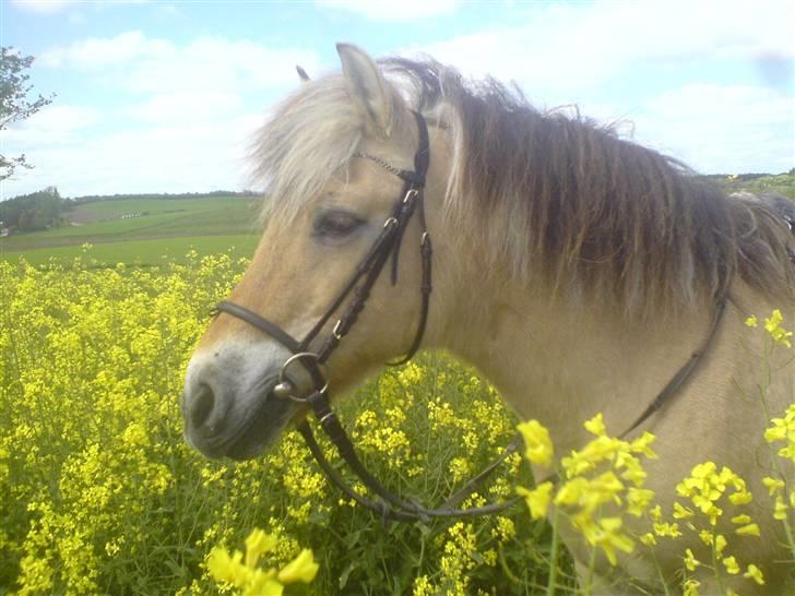 Fjordhest Fleur billede 1