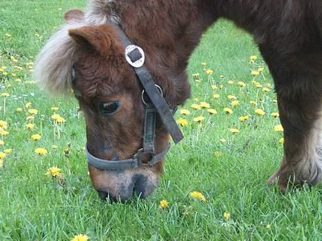 Shetlænder Tarzan <,3 SOLGT billede 11
