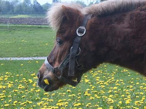 Shetlænder Tarzan <,3 SOLGT billede 12