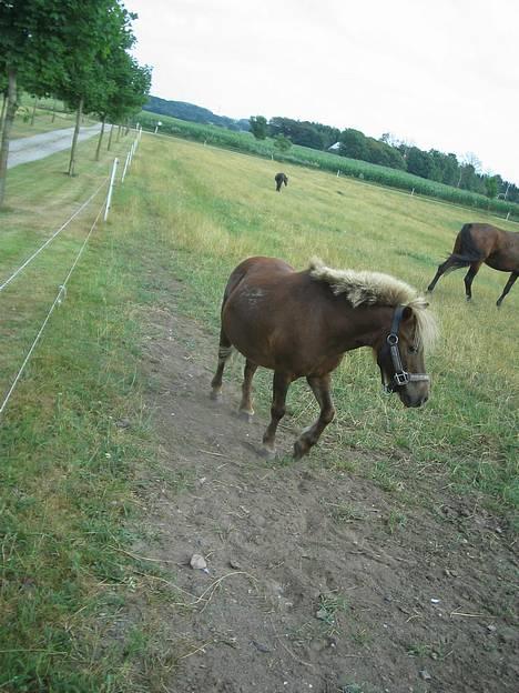 Shetlænder Tarzan <,3 SOLGT - Den lille fyr er ikke så nem at tage billeder af .. billede 13