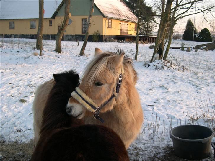 Fjordhest Fleur billede 2