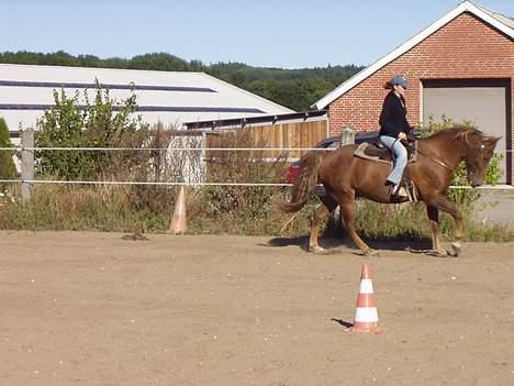 New Forest Lukas *Himmelhest* billede 10