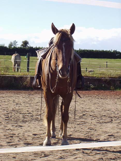 New Forest Lukas *Himmelhest* billede 11