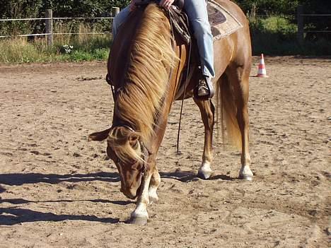 New Forest Lukas *Himmelhest* billede 12