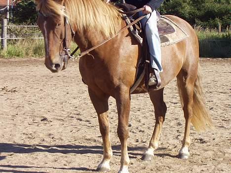 New Forest Lukas *Himmelhest* billede 13