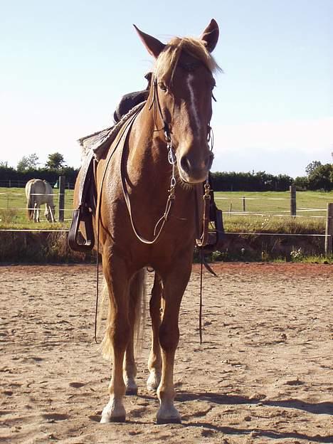 New Forest Lukas *Himmelhest* billede 14