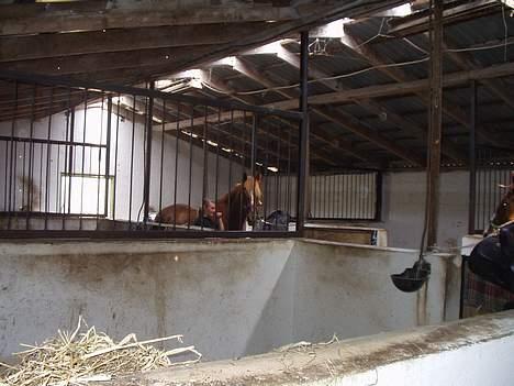 New Forest Lukas *Himmelhest* billede 15