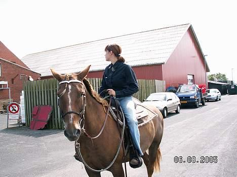 New Forest Lukas *Himmelhest* billede 16