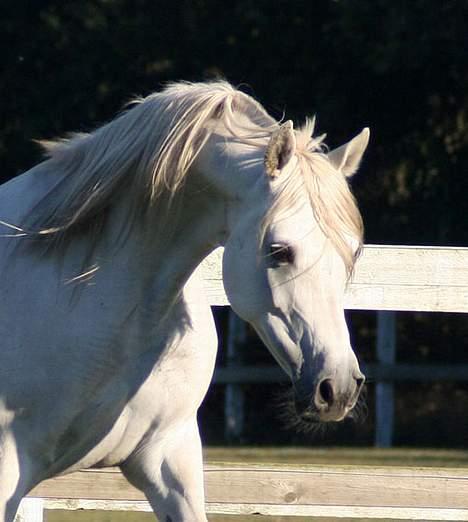 Arabisk fuldblod (OX) Sherifa SCID/CA fri - Sherifa 2005 billede 12