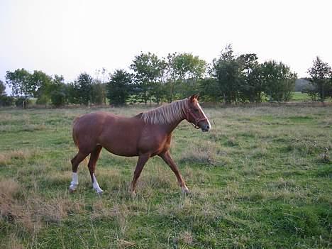 Anden særlig race | Fie † 2005 †  «3  billede 15