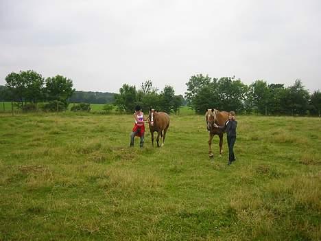 Anden særlig race | Fie † 2005 †  «3  billede 17