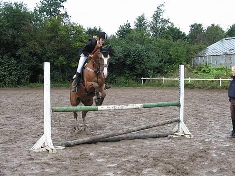 Hollandsk Sportspony Skovhyttens Aviner(solgt) - til opvarming igen billede 7