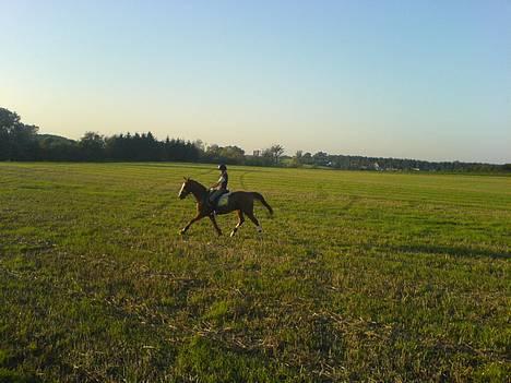 Hollandsk Sportspony Skovhyttens Aviner(solgt) - flot trav!!! <3 billede 12