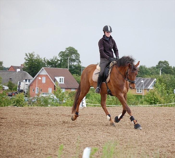 Dansk Varmblod Duelund´s Symfoni - symfoni på tur billede 1