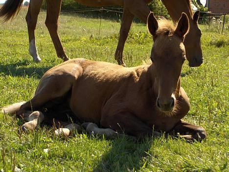 Dansk Varmblod Duelund´s Symfoni - symfoni d. 14 maj billede 2