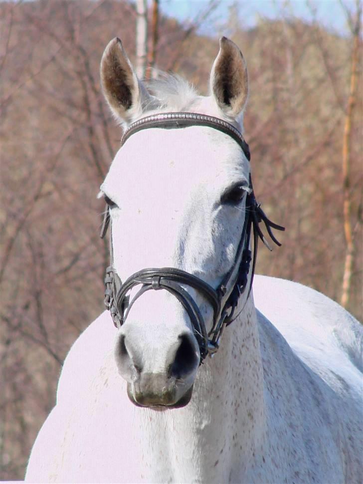 Anden særlig race Juwel "SOLGT :( " billede 15