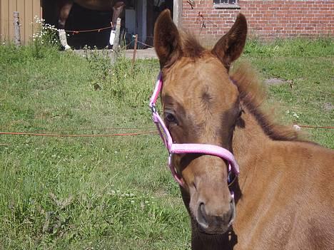 Dansk Varmblod Duelund´s Symfoni - Symfoni billede 4