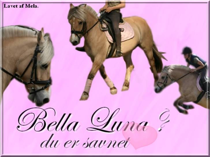 Fjordhest Bella Luna  død 22/12-07 - 6: Smukke Bella - vi savner dig ..... Tak til Mela billede 6