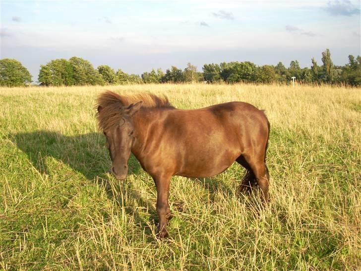 Shetlænder Machop - den gyldne pony :P billede 15