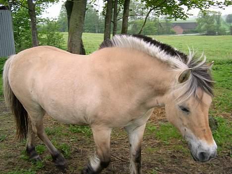 Fjordhest Fleur billede 3