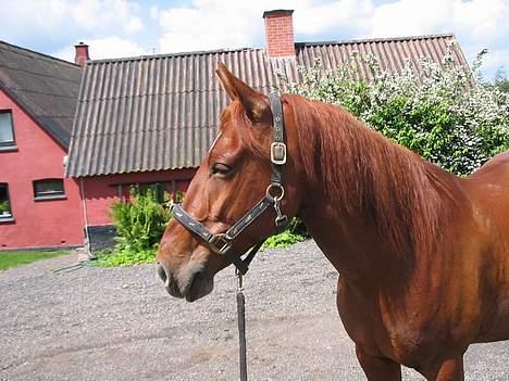 Fuldblod (XX) Åbovejs Speidy  - Åbovejs Speidy billede 4