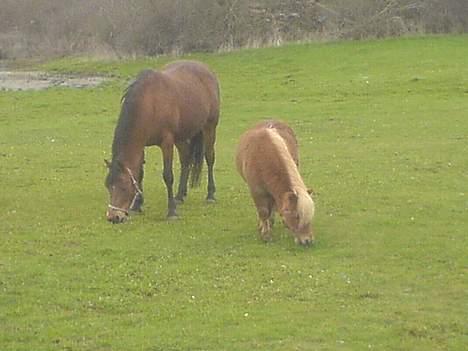 Connemara Bardegårds Fergie *RIP* - På græs for første gang efter vinteren. April 2006 billede 12