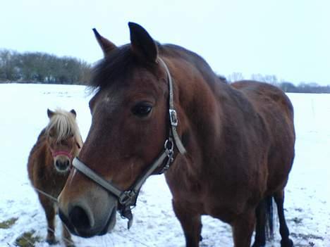 Connemara Bardegårds Fergie *RIP* - Et lille vinter billed. Marts 2006 billede 13