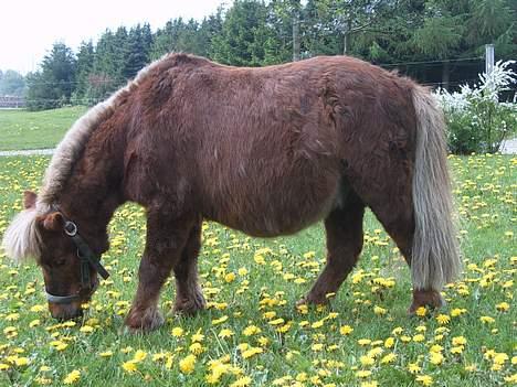Shetlænder Tarzan <,3 SOLGT - Hmm .. Ikk så nemt at se at jeg har stået og striglet ham i 45 min. .. (: ,, billede 14