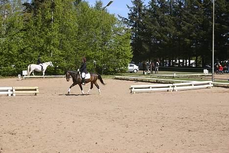 Anden særlig race Moonlight B- Pony billede 11