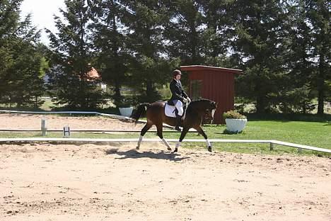 Anden særlig race Moonlight B- Pony billede 12