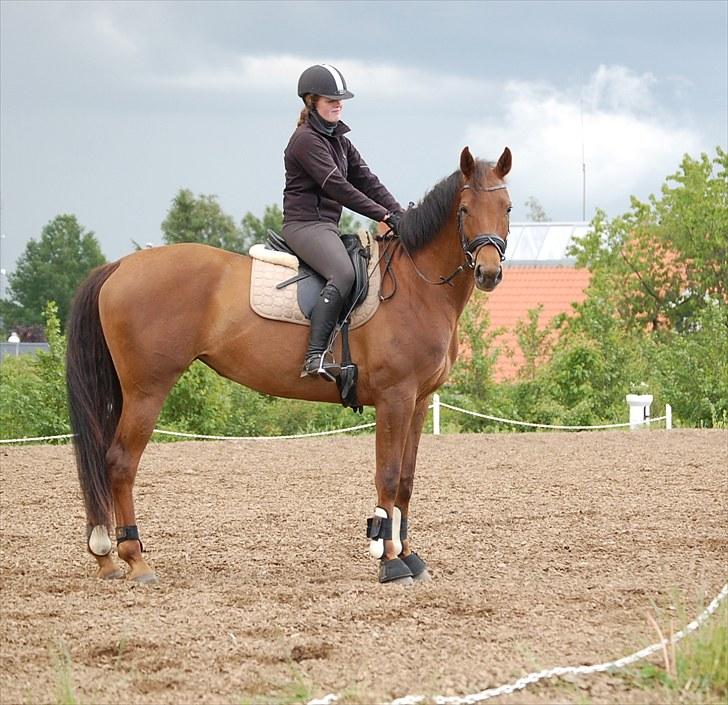 Dansk Varmblod Duelund´s Symfoni - Symfoni første gang udenfor med rytter  billede 5