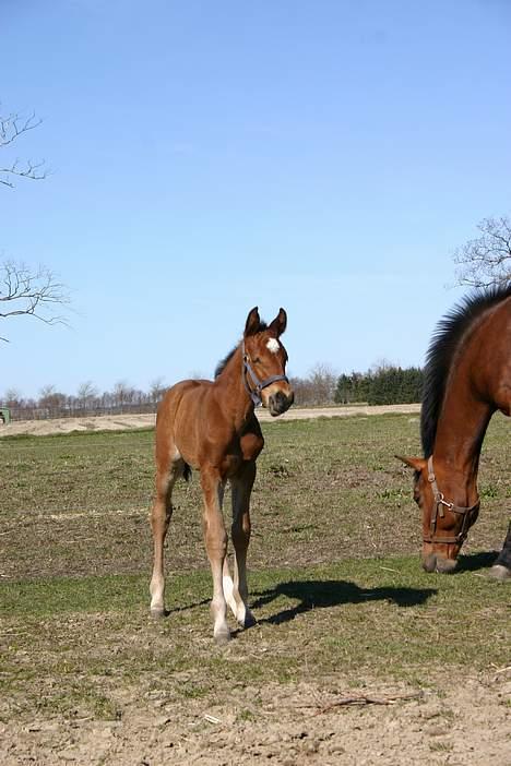 Anden særlig race Doktorgårdens Kianti billede 7