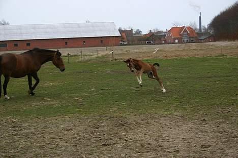 Anden særlig race Doktorgårdens Kianti - WRUUUUM billede 8