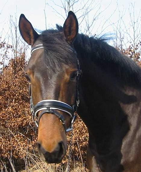 Trakehner Halifax *RIP* - såå smuk billede 6