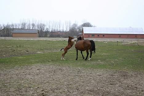 Anden særlig race Doktorgårdens Kianti billede 9