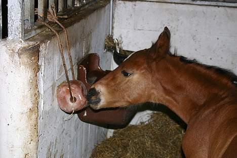Anden særlig race Doktorgårdens Kianti - ÅRHHH det smager bar så godt :P billede 10