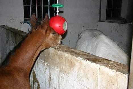 Anden særlig race Doktorgårdens Kianti - Halloooo sku vi ik snak.... billede 11