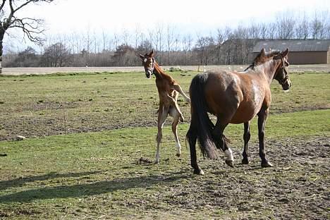 Anden særlig race Doktorgårdens Kianti - MOOOAAARR vi ska leg.. billede 12