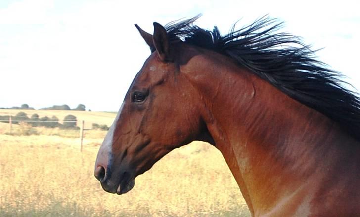 Dansk Varmblod <3  Bonnie <3 r.i.p - 3-8-2007  (foto: Mette Hansen) billede 15