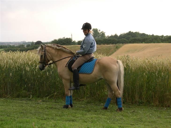 Fjordhest Fleur billede 4