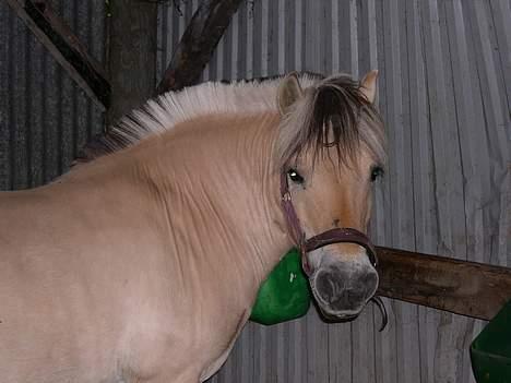 Fjordhest Fleur billede 5