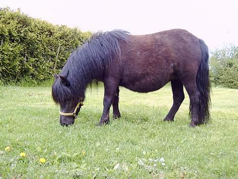 Shetlænder Blackie *solgt* billede 7