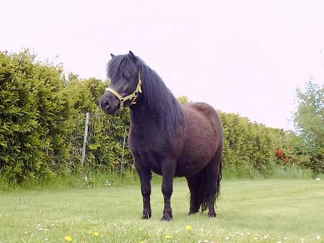 Shetlænder Blackie *solgt* billede 8