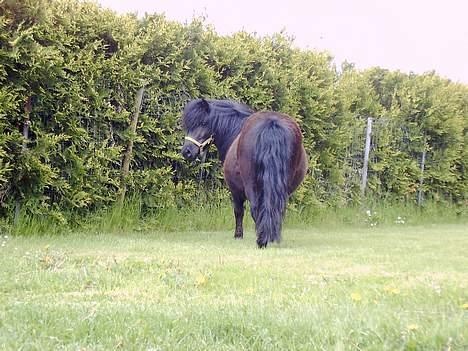 Shetlænder Blackie *solgt* billede 9