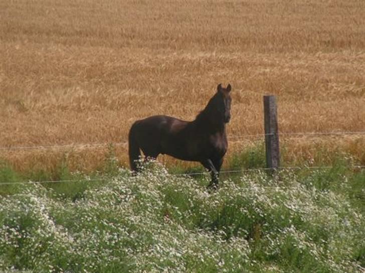 Pinto Noll - Noll hjemme på folden billede 1