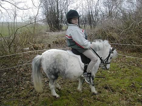 Miniature Vandstedlunds Pioline DØD - her er vi ude og ride.. billede 1