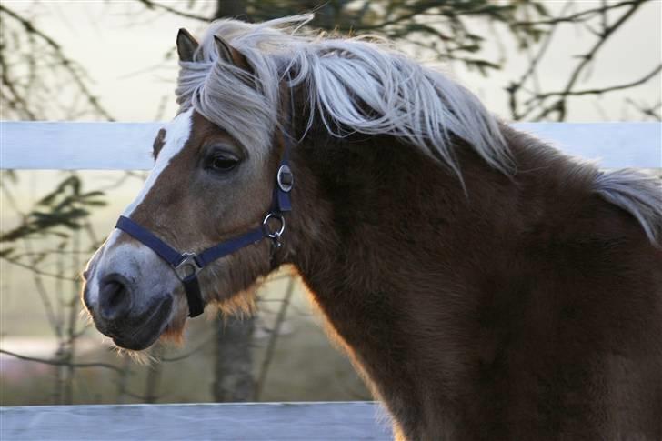 Tyroler Haflinger Notabene Lundgaard - Nota på ridebanen, februar 2008... billede 18